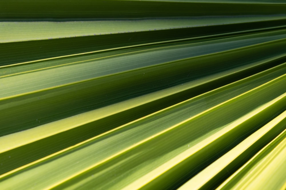 green and black striped textile