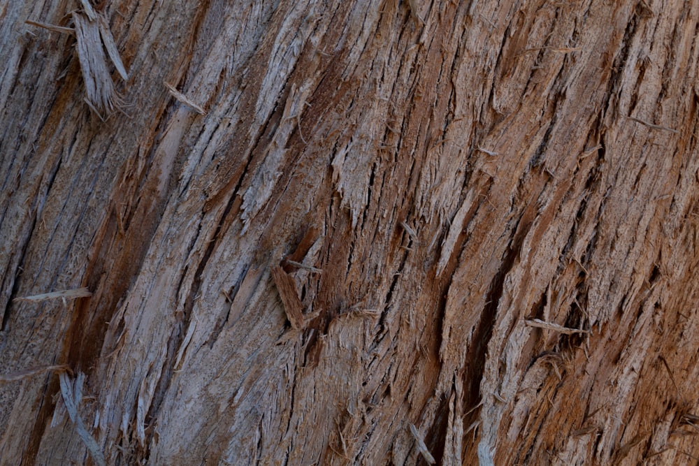 brown wood log in close up photography