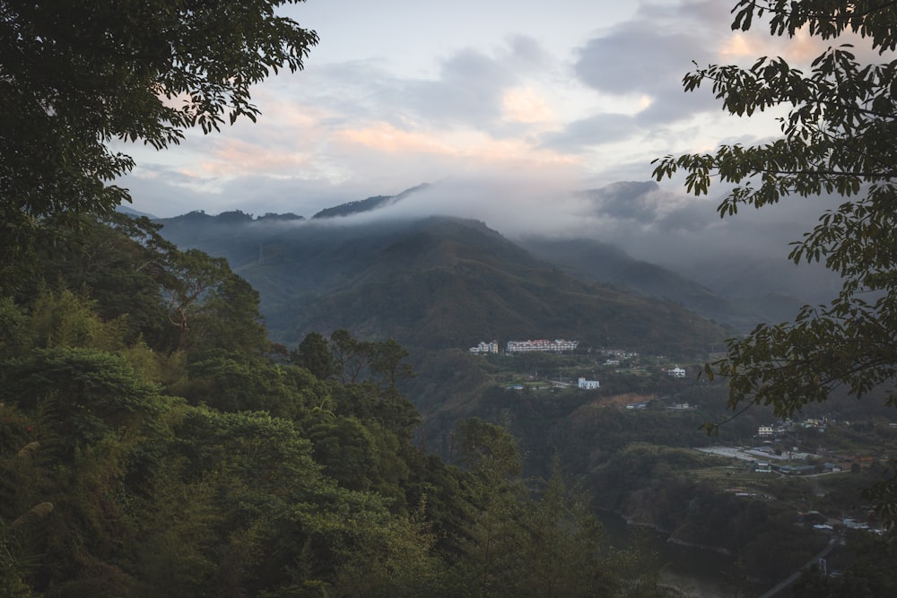 green trees on mountain during daytime