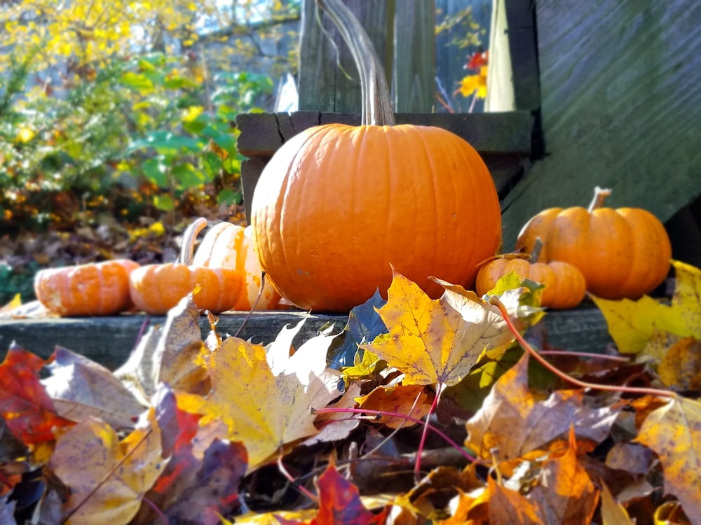 orange pumpkin on brown dried leaves during daytime