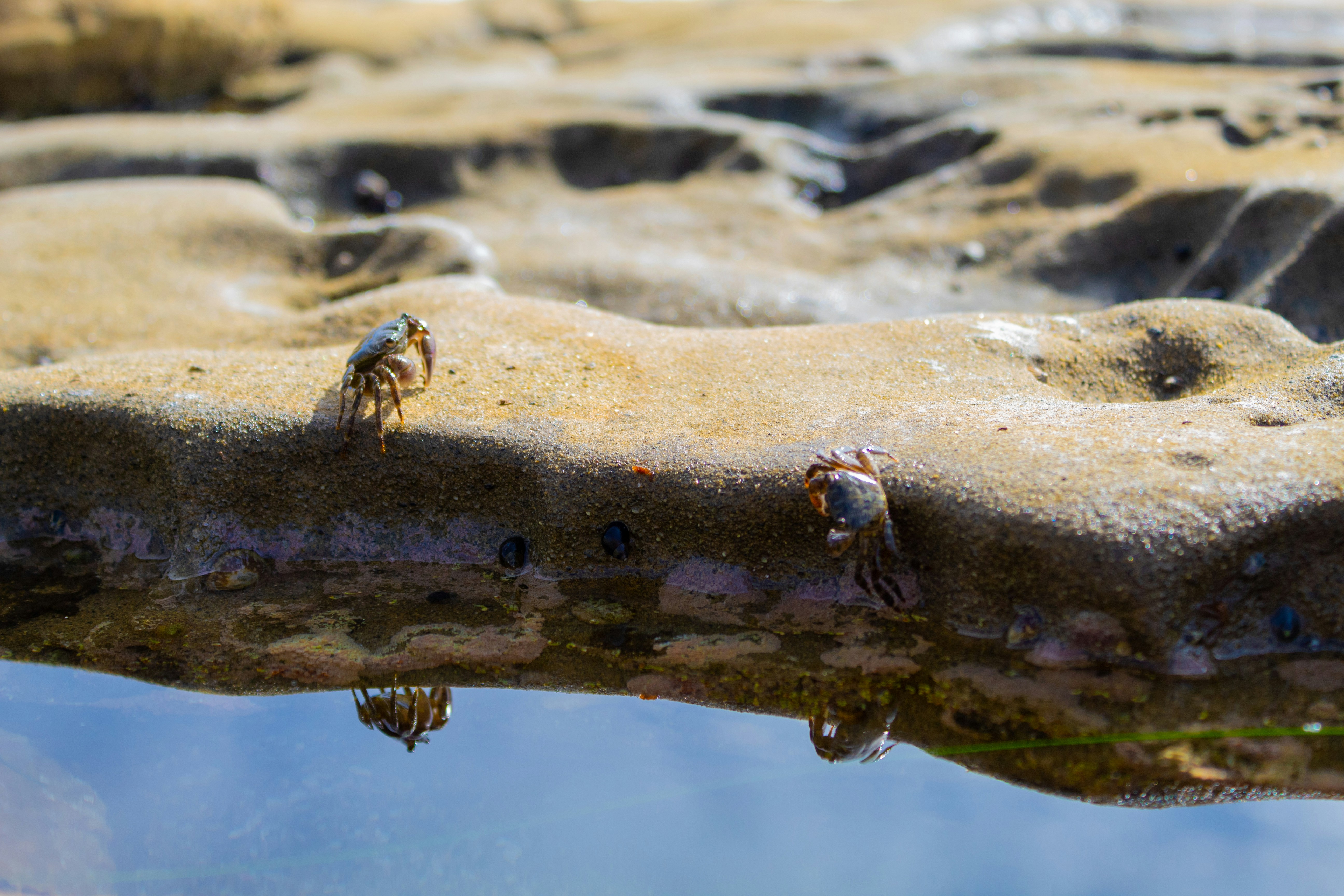 Crabs enjoying the sun in one of La Jolla's many tidepools.