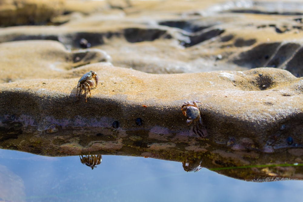 group of people walking on brown sand during daytime