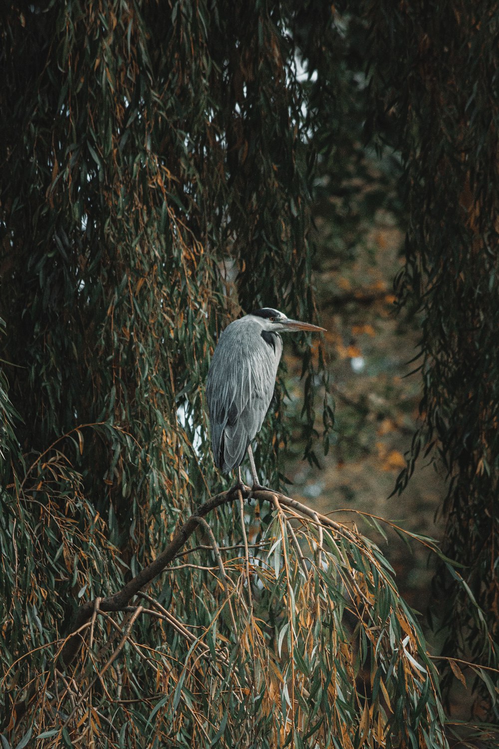 grey bird on brown tree branch during daytime