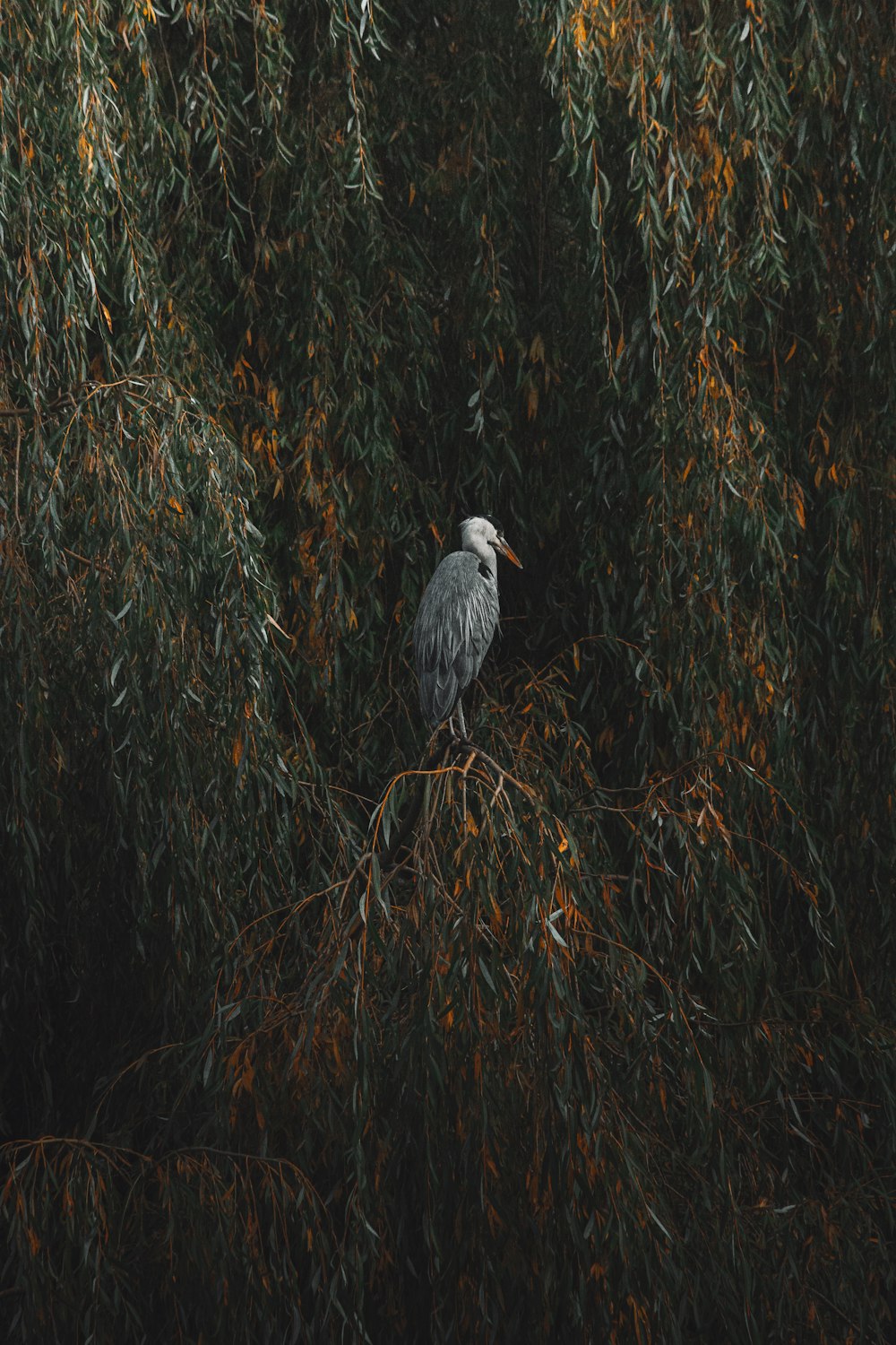 낮 동안 갈색 나뭇가지에 있는 회색과 흰색 새