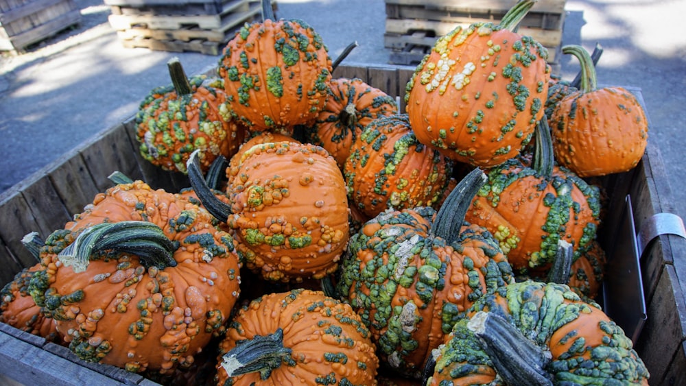 orange and green pumpkins on brown wooden table