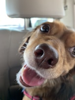 A close-up image of a dog's face, capturing expressive eyes, a shiny nose, and a slightly open mouth showing its tongue. The dog seems happy and is wearing a collar with a tag. The background appears to be the interior of a car.