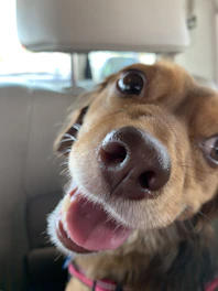 Close-up of a pet photo magnet stuck on a metallic surface, showing a happy dog.