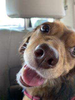 A close-up image of a dog's face, capturing expressive eyes, a shiny nose, and a slightly open mouth showing its tongue. The dog seems happy and is wearing a collar with a tag. The background appears to be the interior of a car.