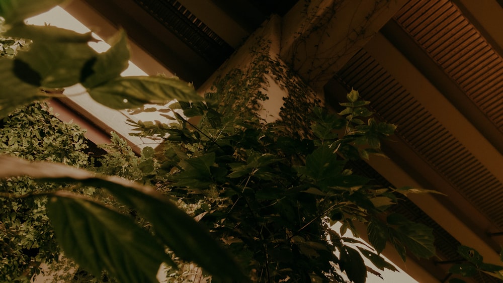 green leaves near brown concrete building