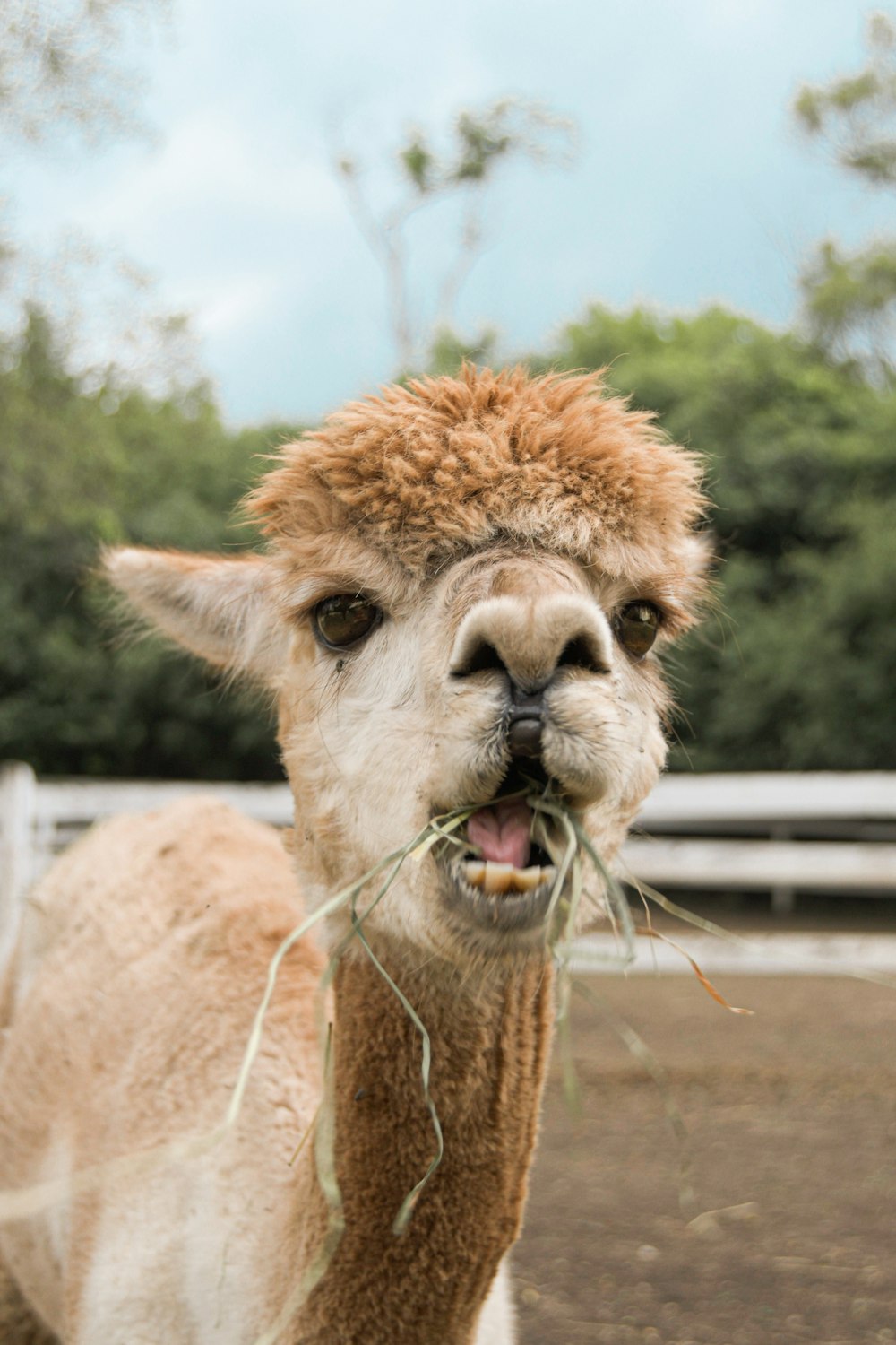 lama marrone su campo marrone durante il giorno