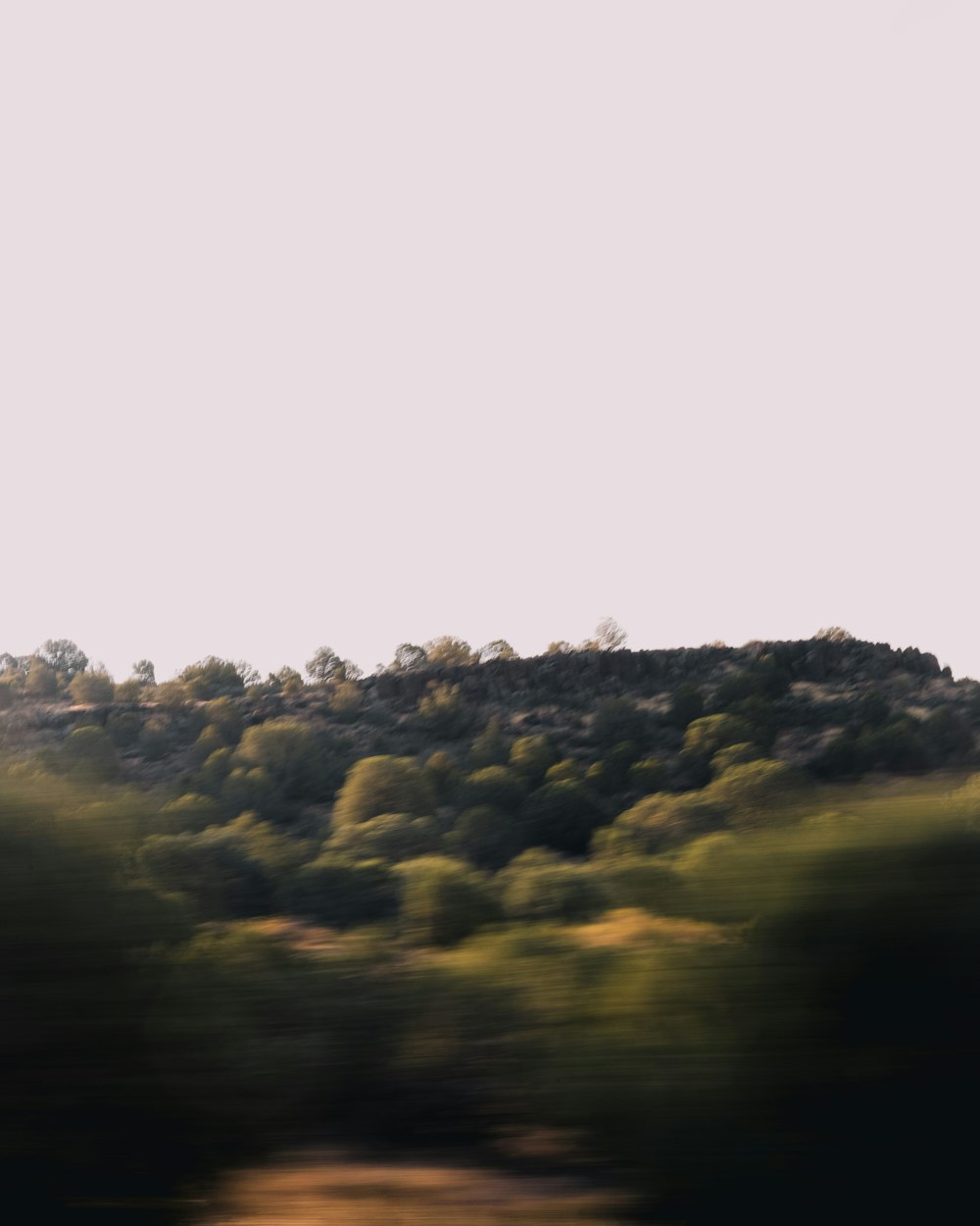 green trees under white sky during daytime