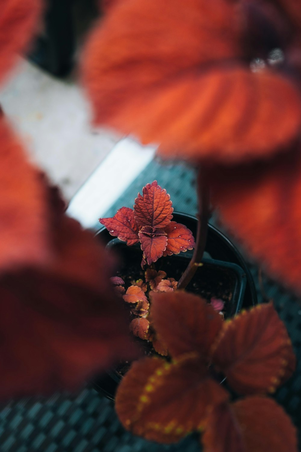 red flower in green plant pot