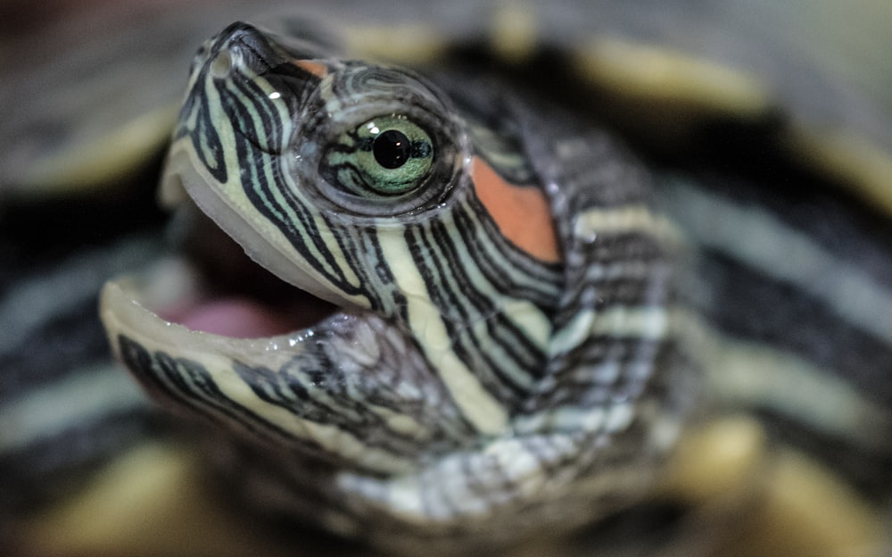 black and yellow turtle in close up photography