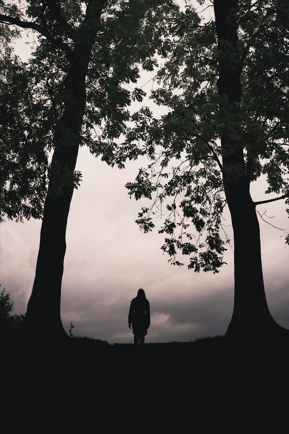 silhouette of man standing under tree during daytime