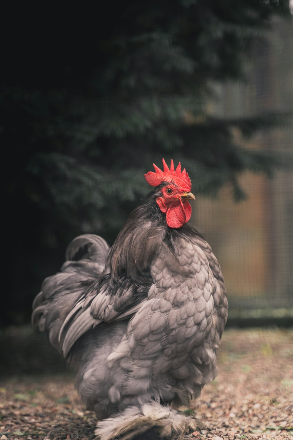 coq blanc et rouge en gros plan