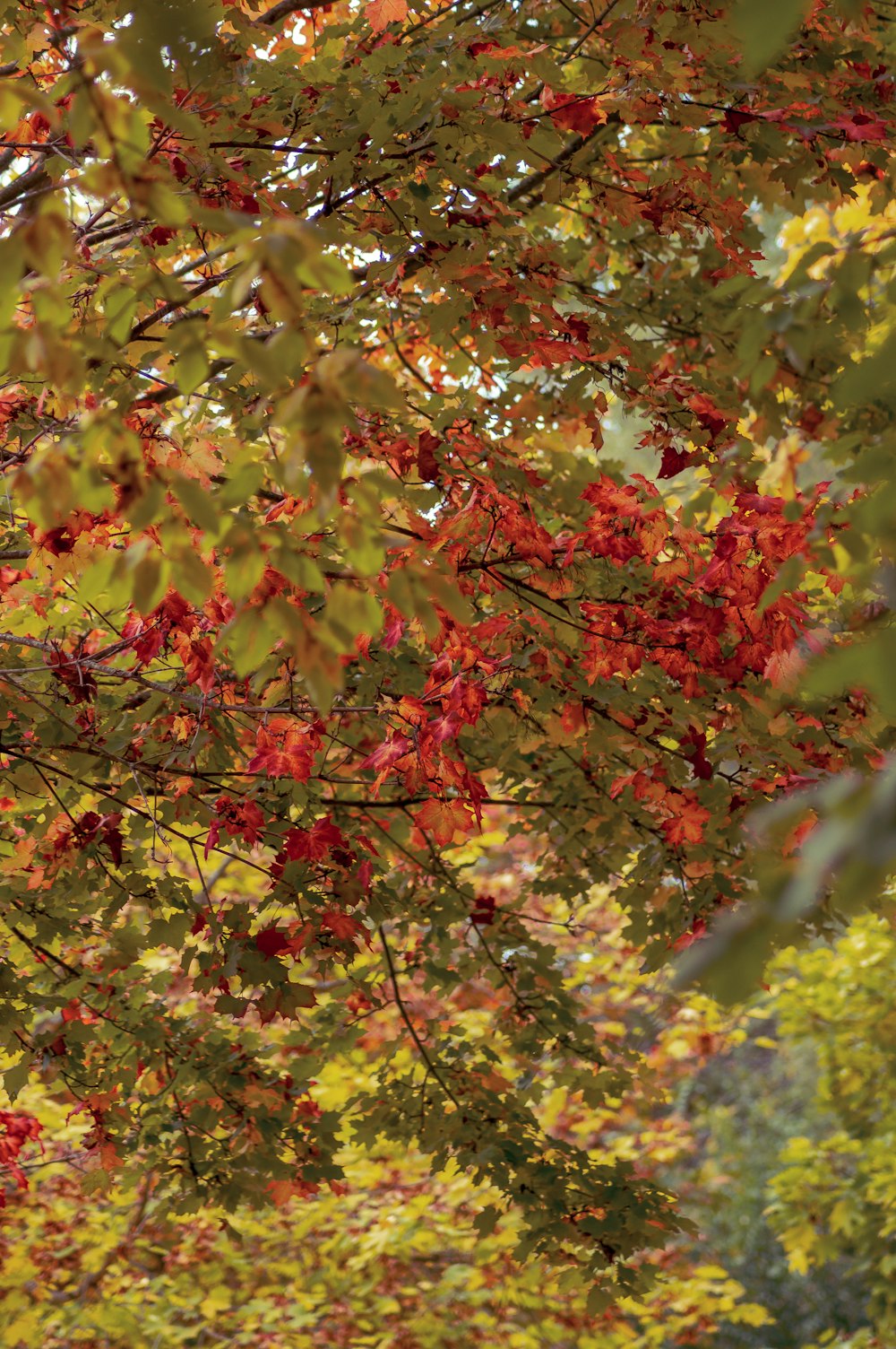 red and green maple tree