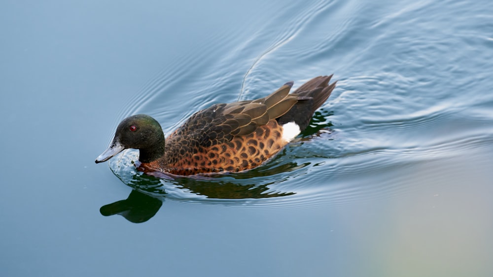 brown duck on water during daytime