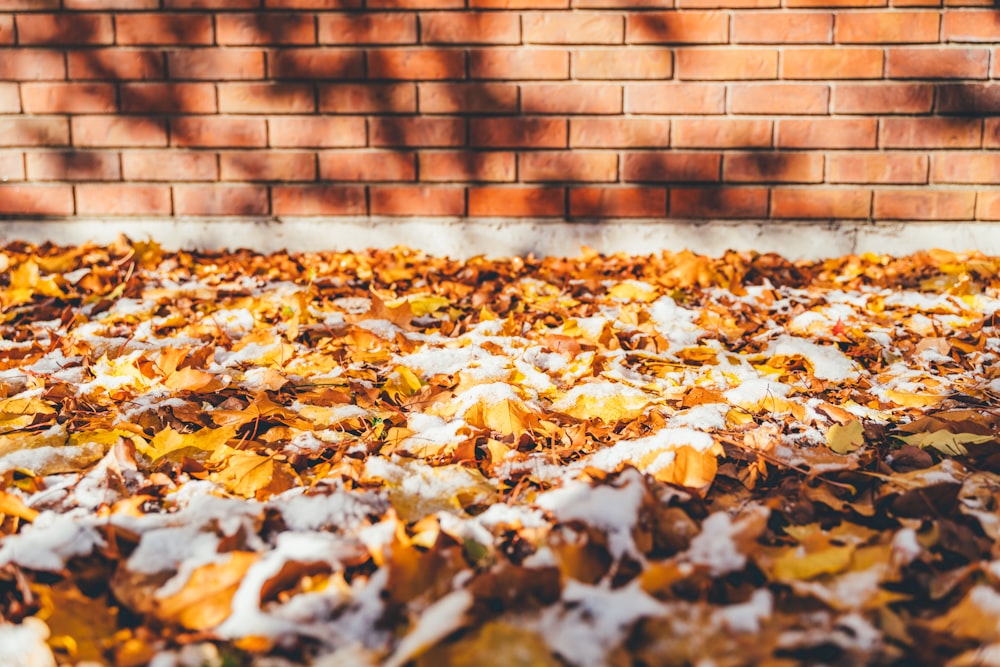 brown leaves on ground beside brown brick wall