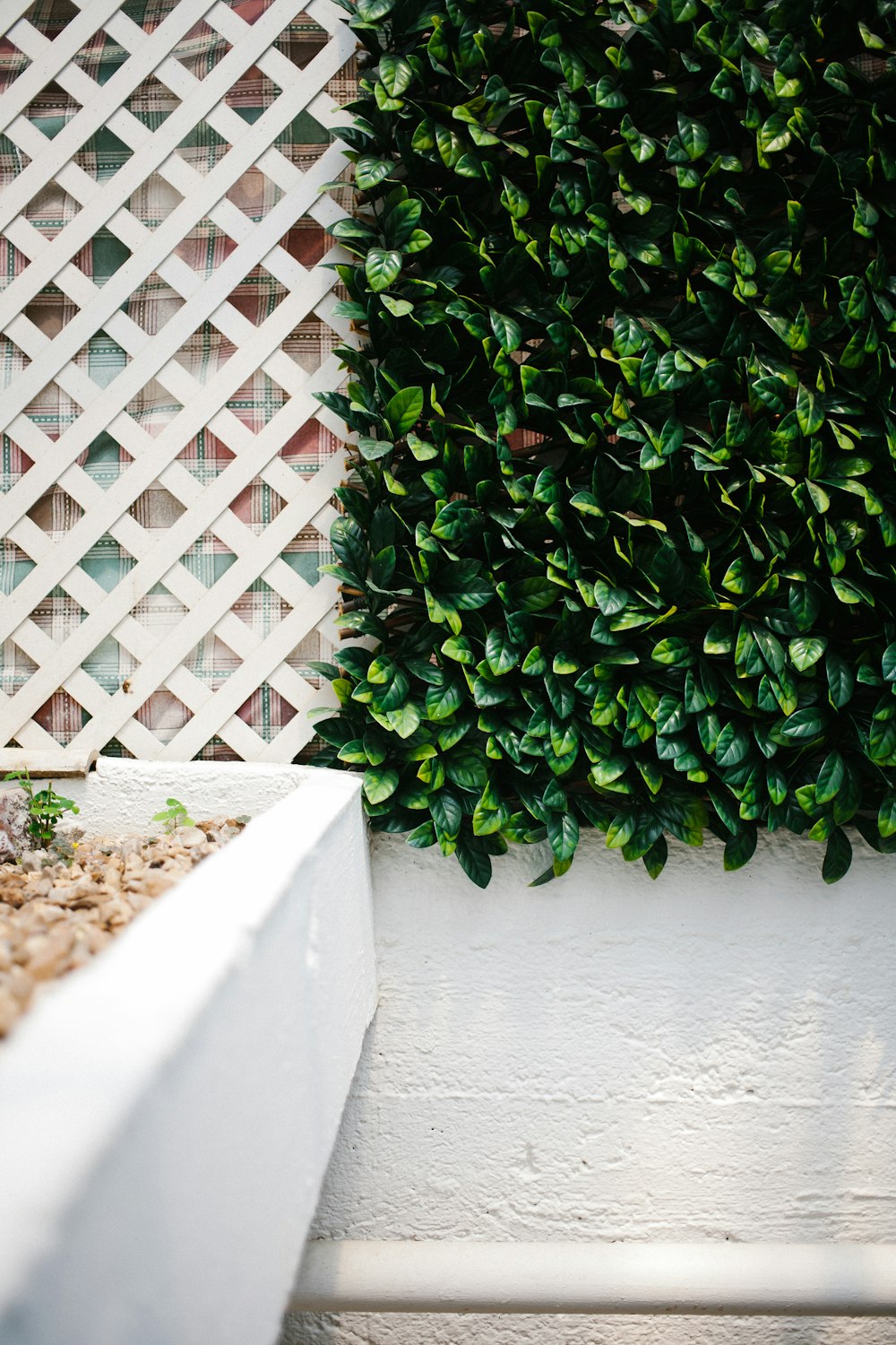 green plant beside white concrete wall