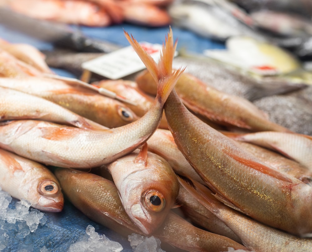 brown fishes on ice during daytime