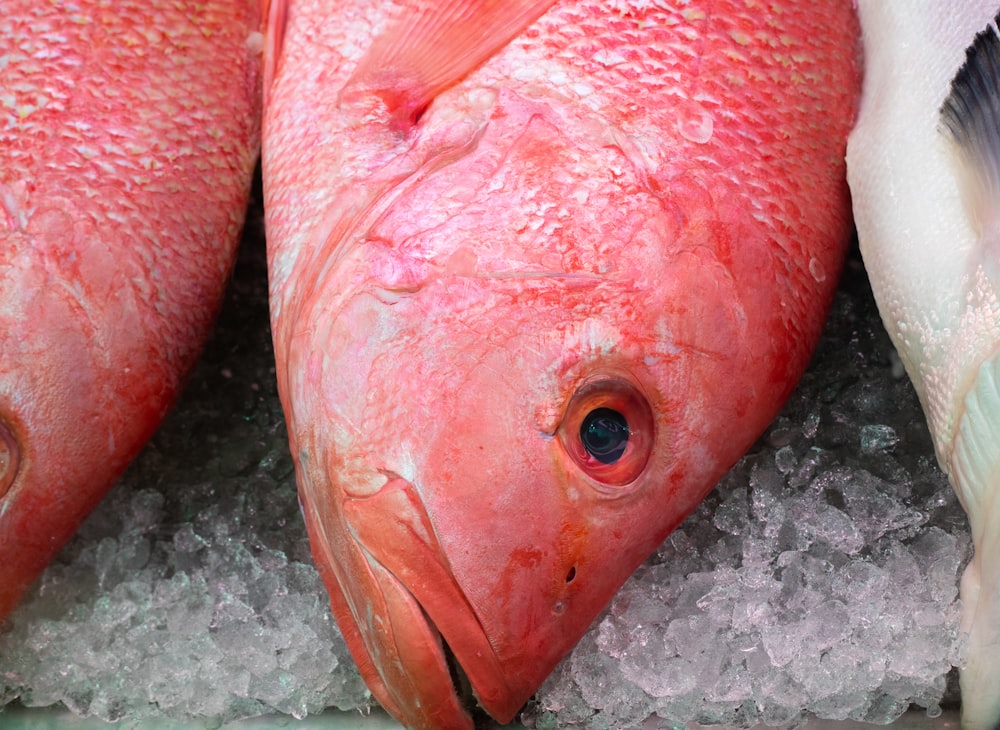 3 pesci rosa su pavimento di cemento grigio