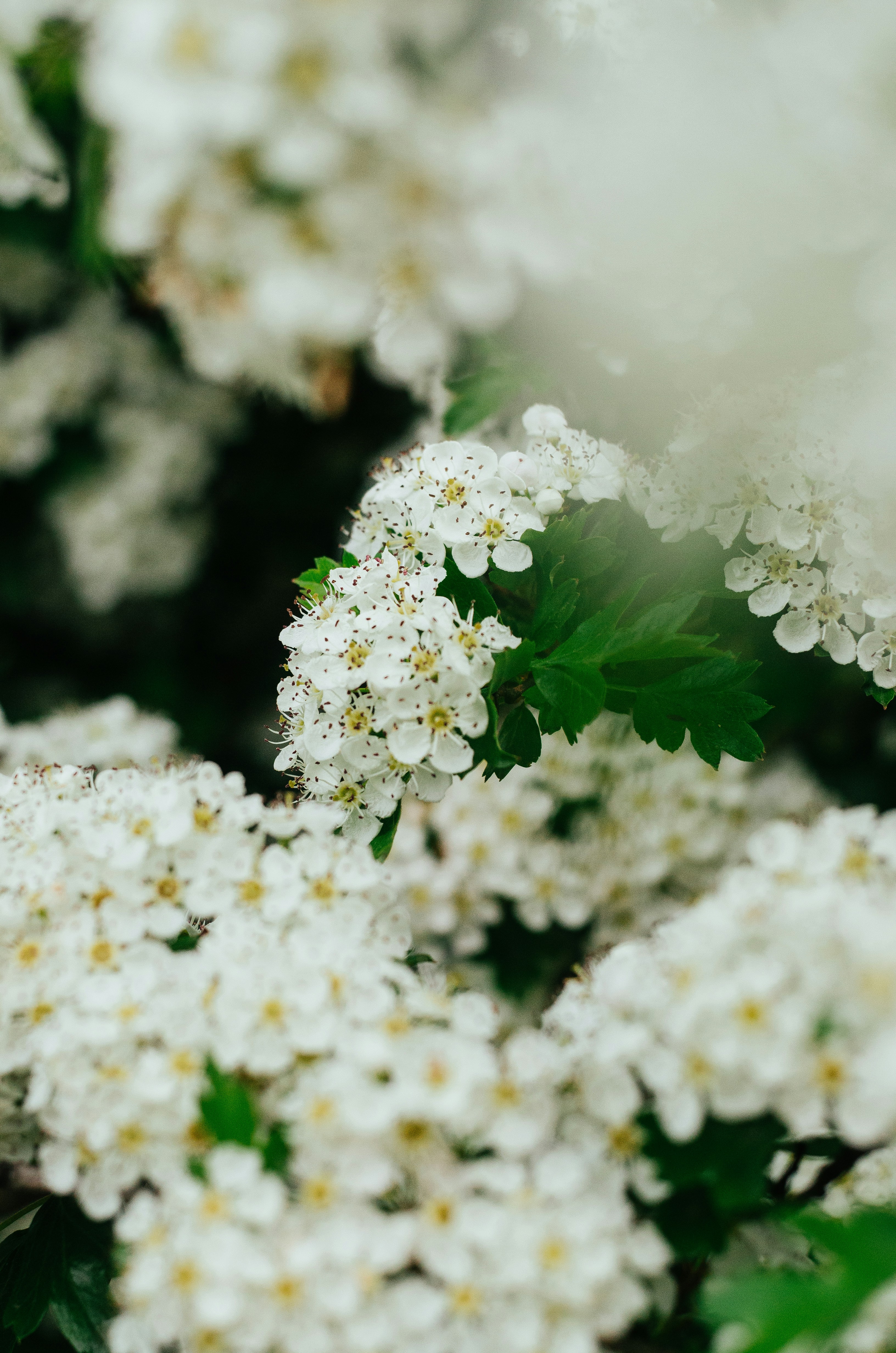 Photo by alina_ryabchenko