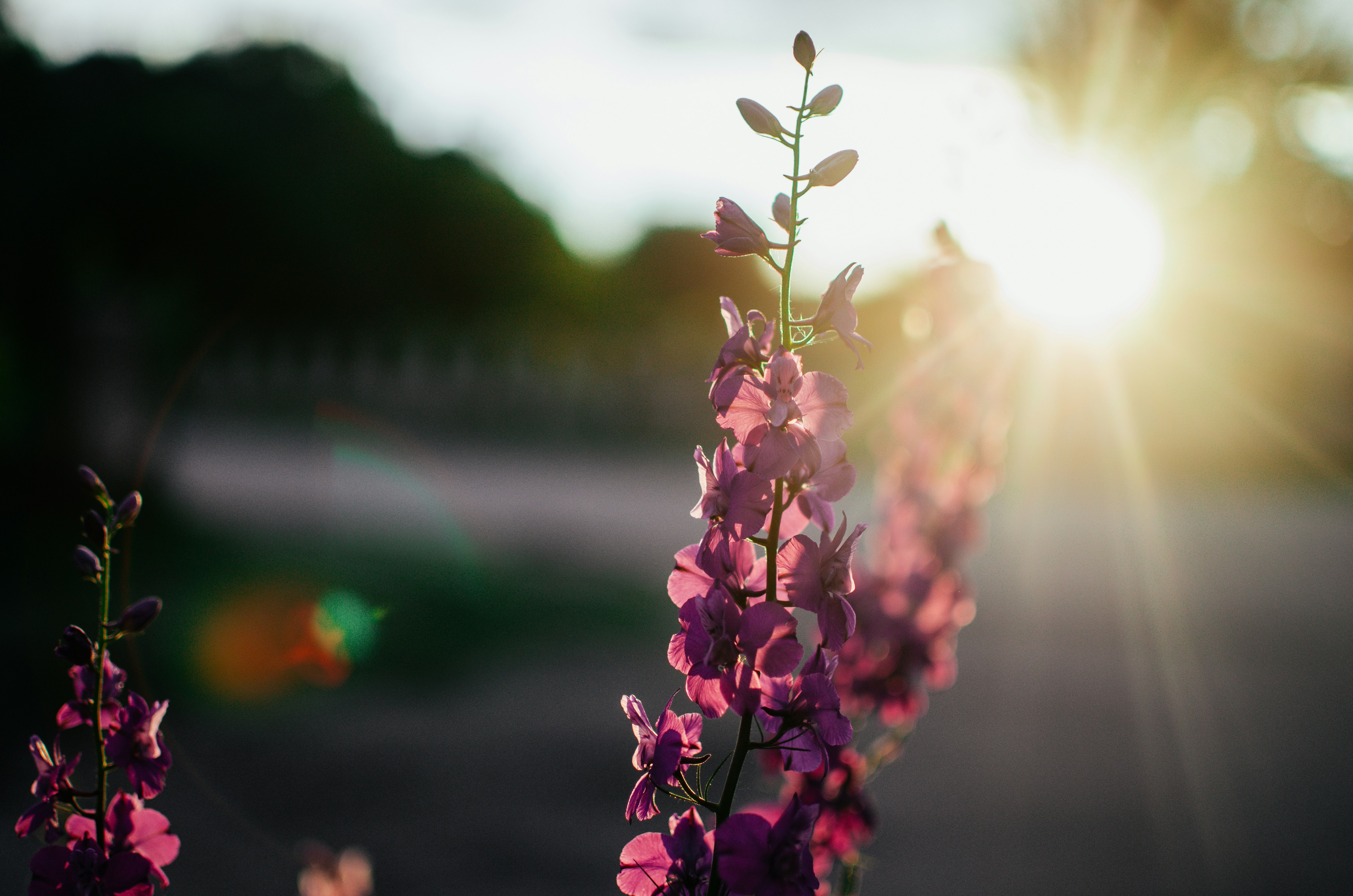 pink flowers in tilt shift lens