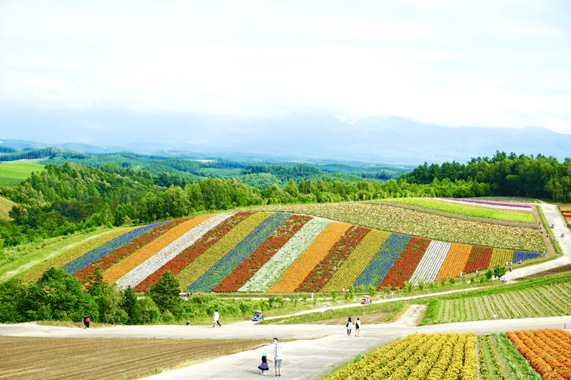 Hokkaido Food Guide: Dairy, Seafood & Soup Curry