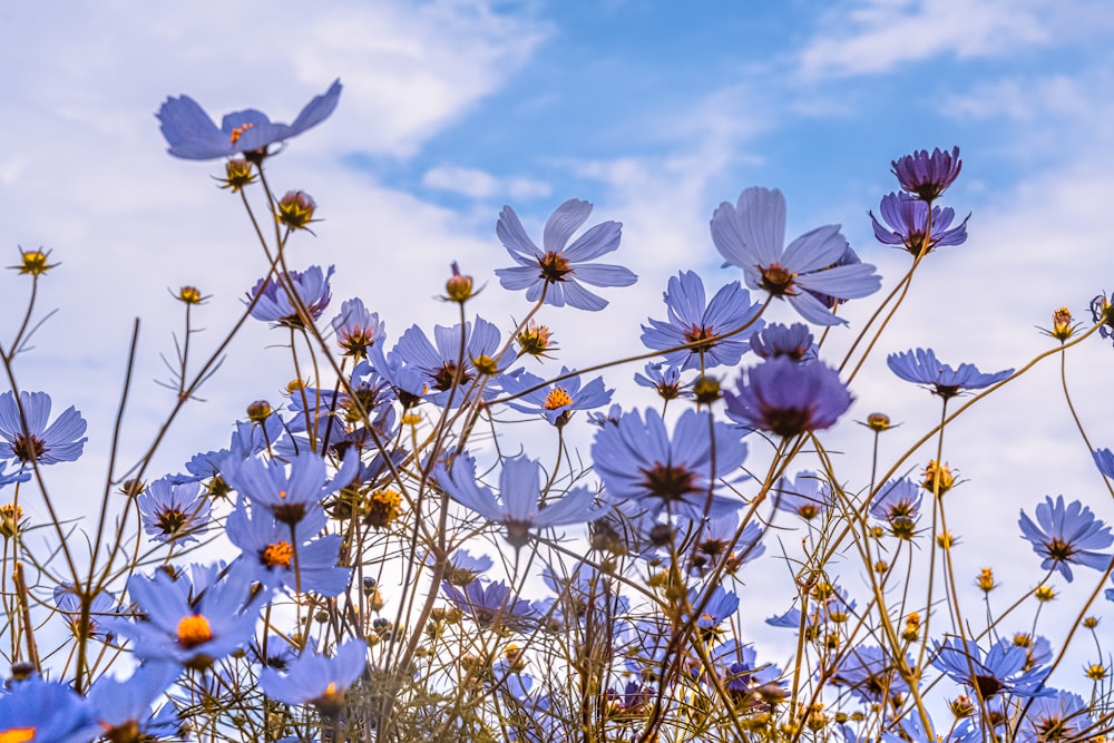 昼間の青空に白とピンクの花