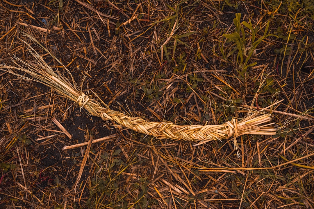 brown rope on green grass