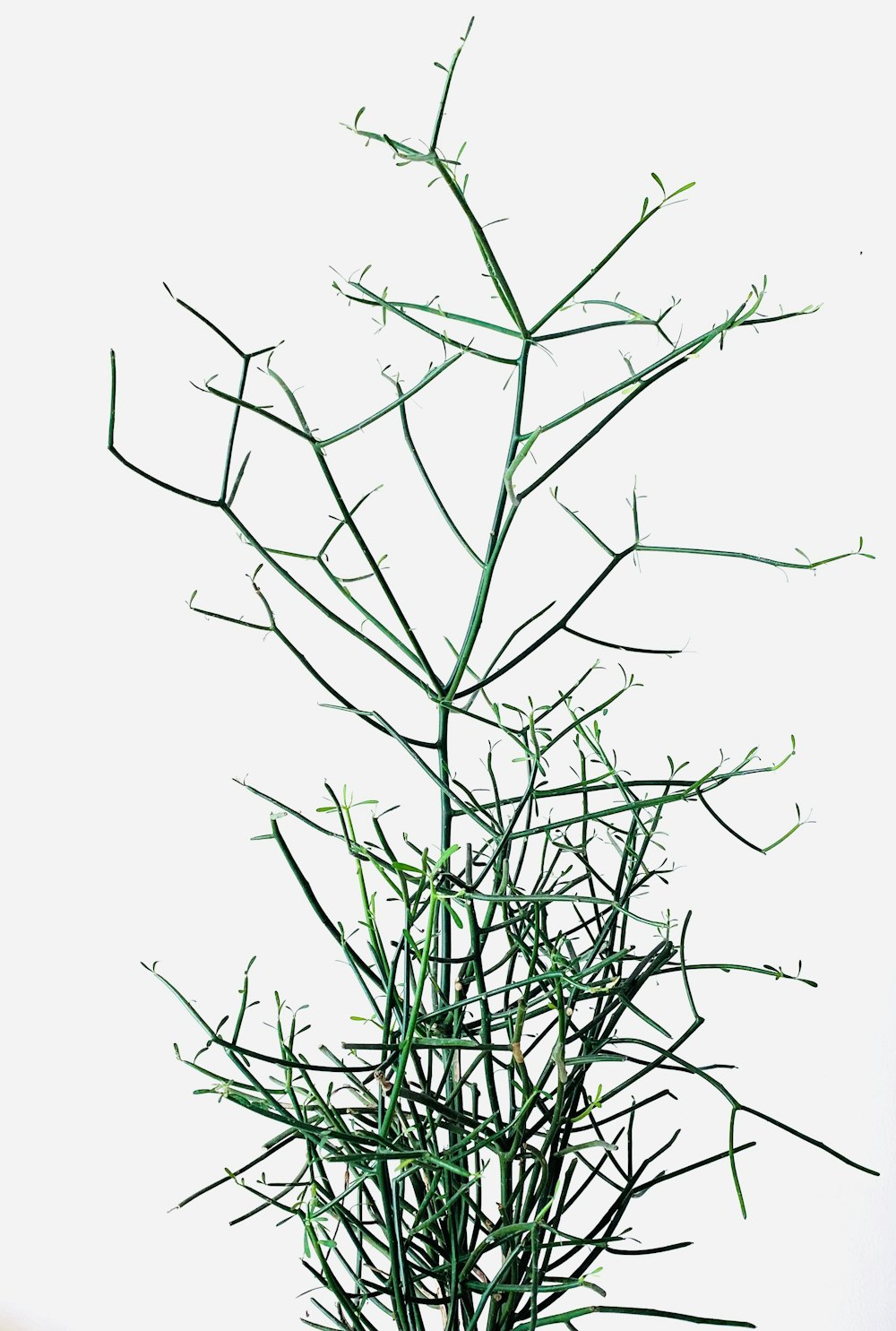grüne Pflanze mit weißem Hintergrund