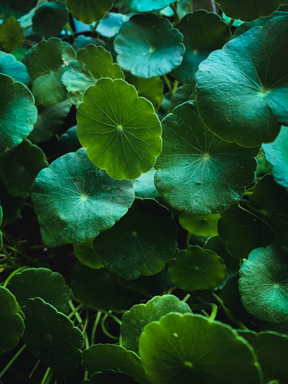 green and yellow leaves plant