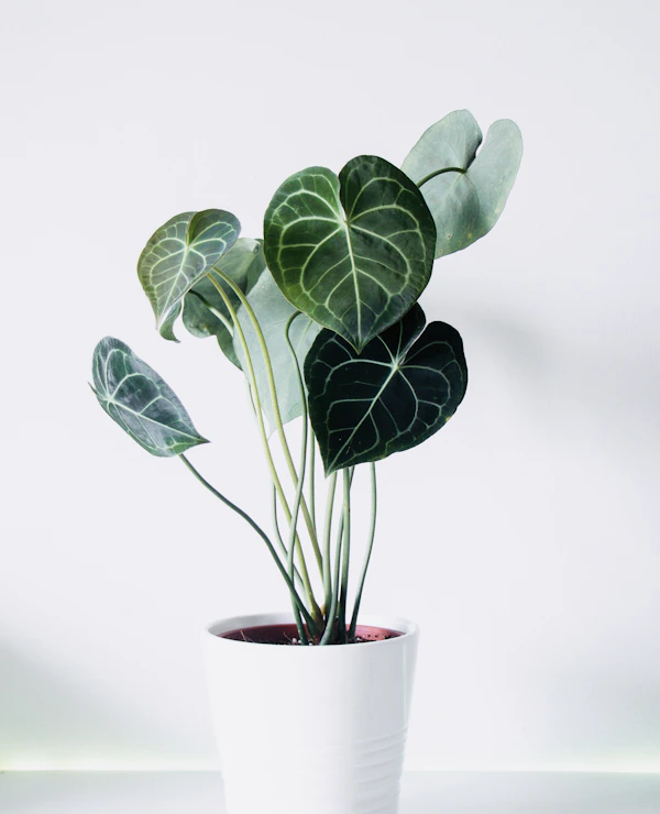 Green Plant in Pot