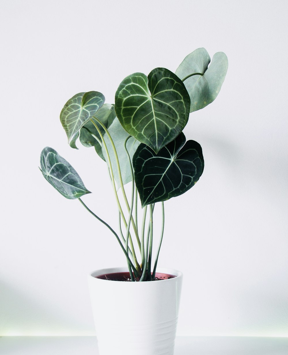 Planta verde en maceta de cerámica blanca