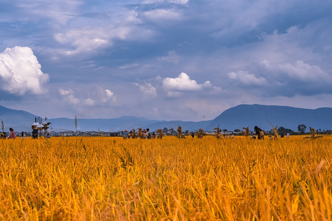 brown grass field under white clouds during daytime