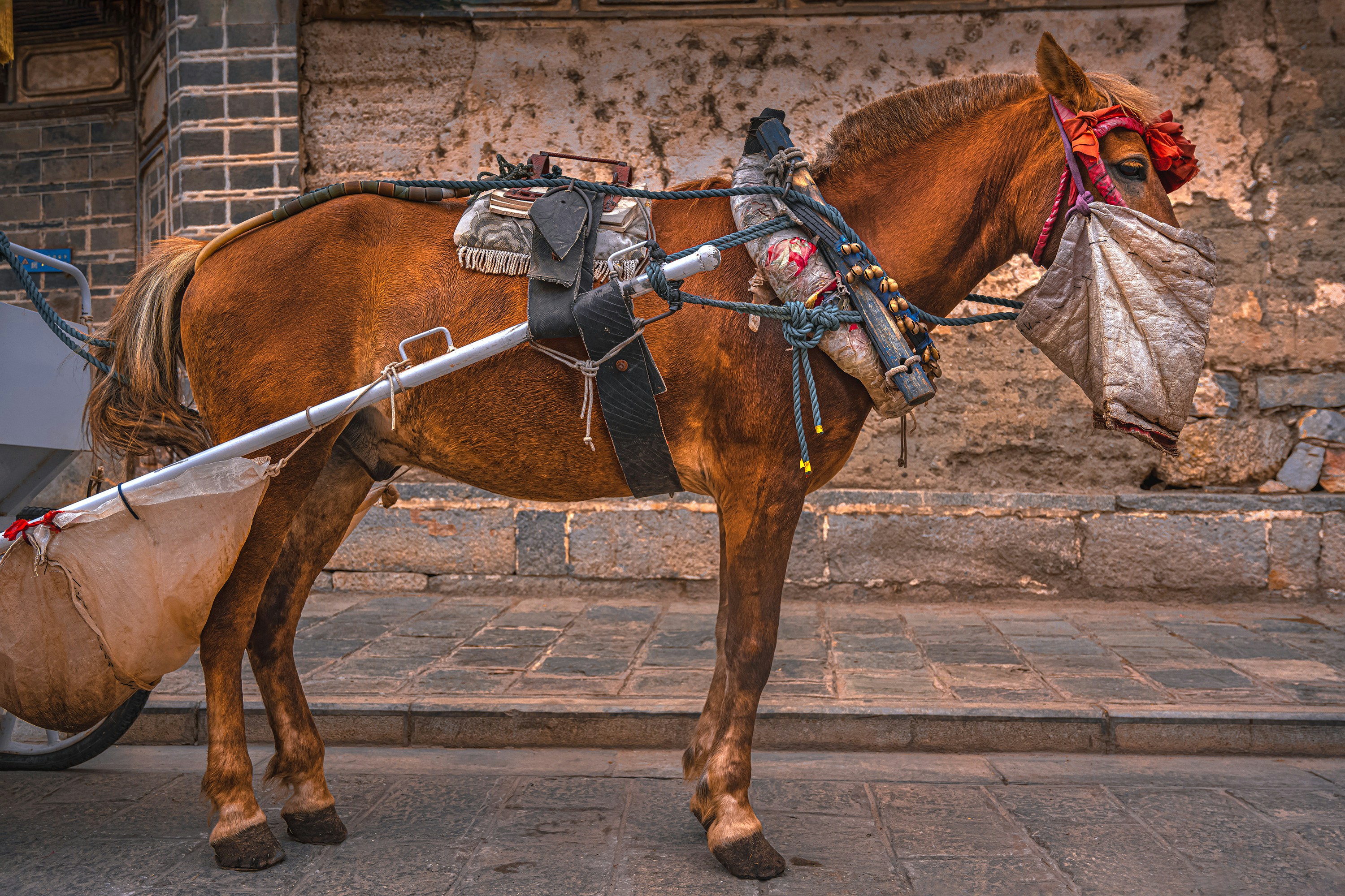 Sicherheit im Sattel: Welche Schutzausrüstung beim Barockreiten unverzichtbar ist