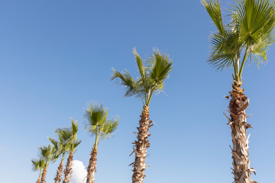 green palm tree under blue sky during daytime