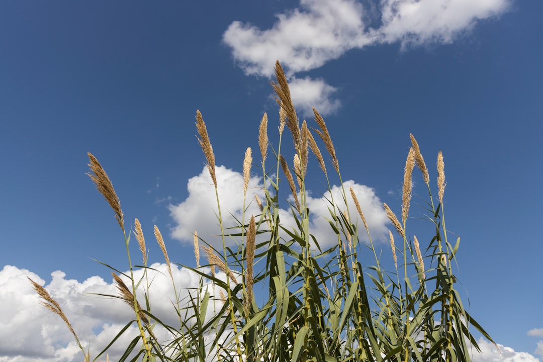 green wheat field under blue sky during daytime