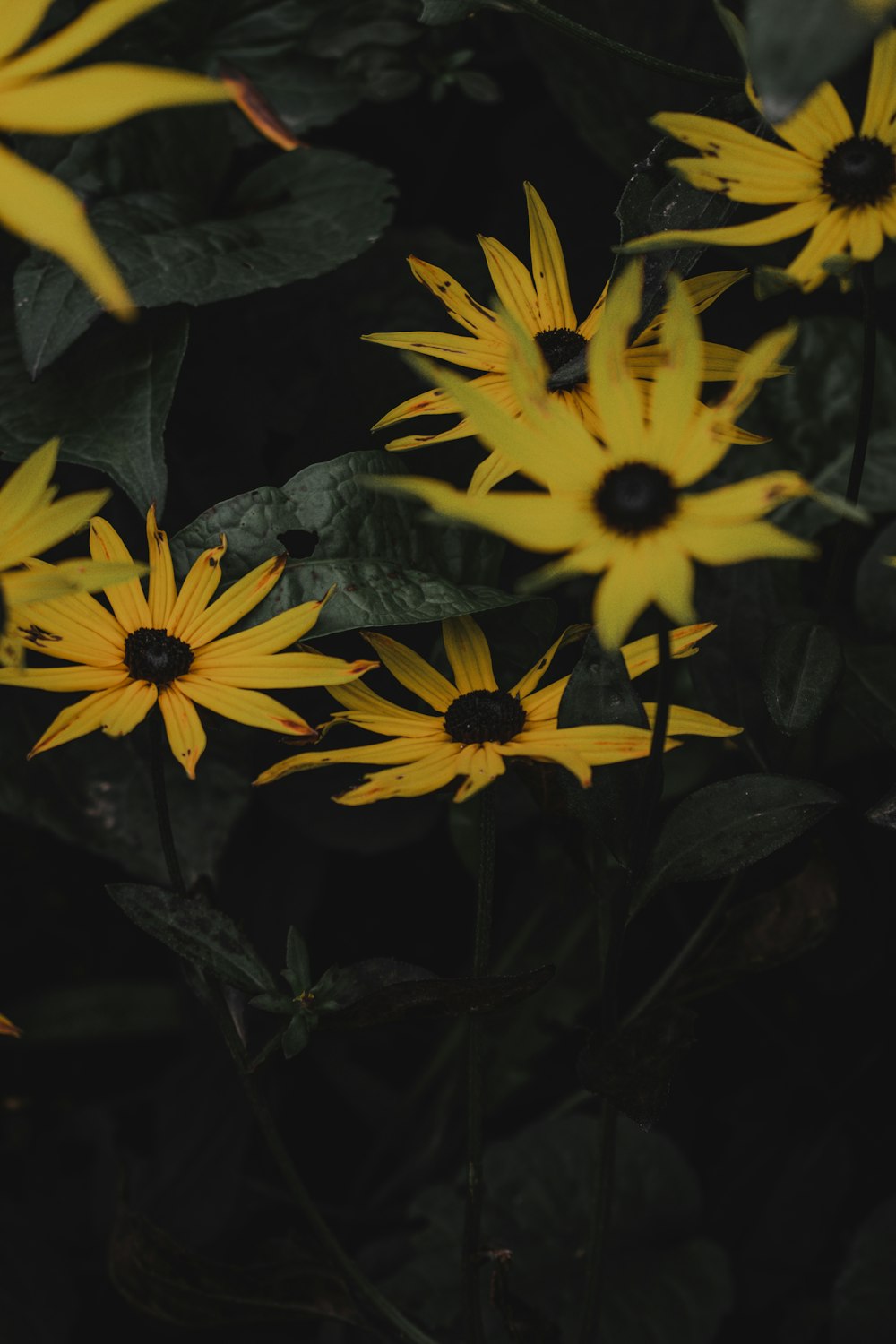 flor amarilla con hojas verdes