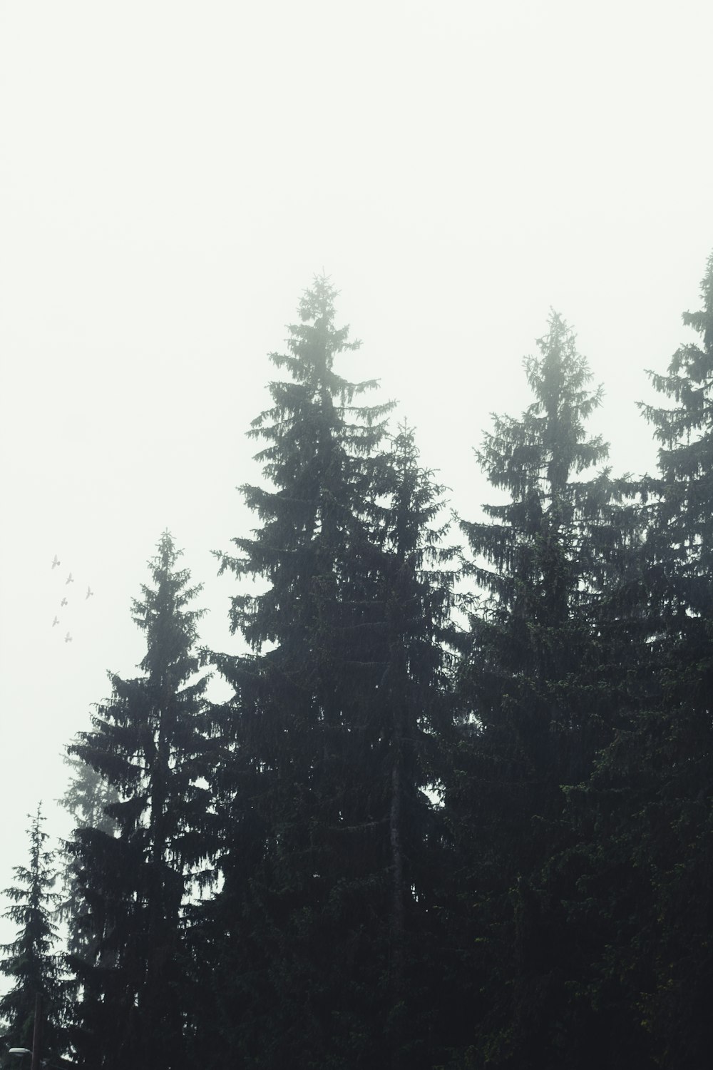 green pine trees under white sky during daytime