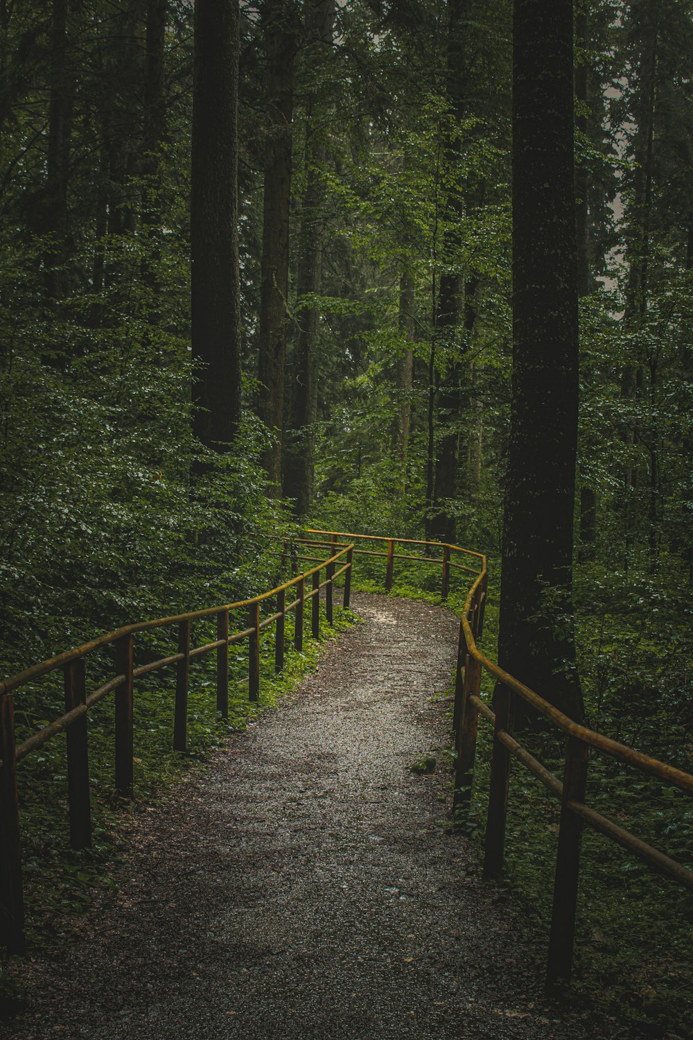 Puente de madera marrón en el bosque