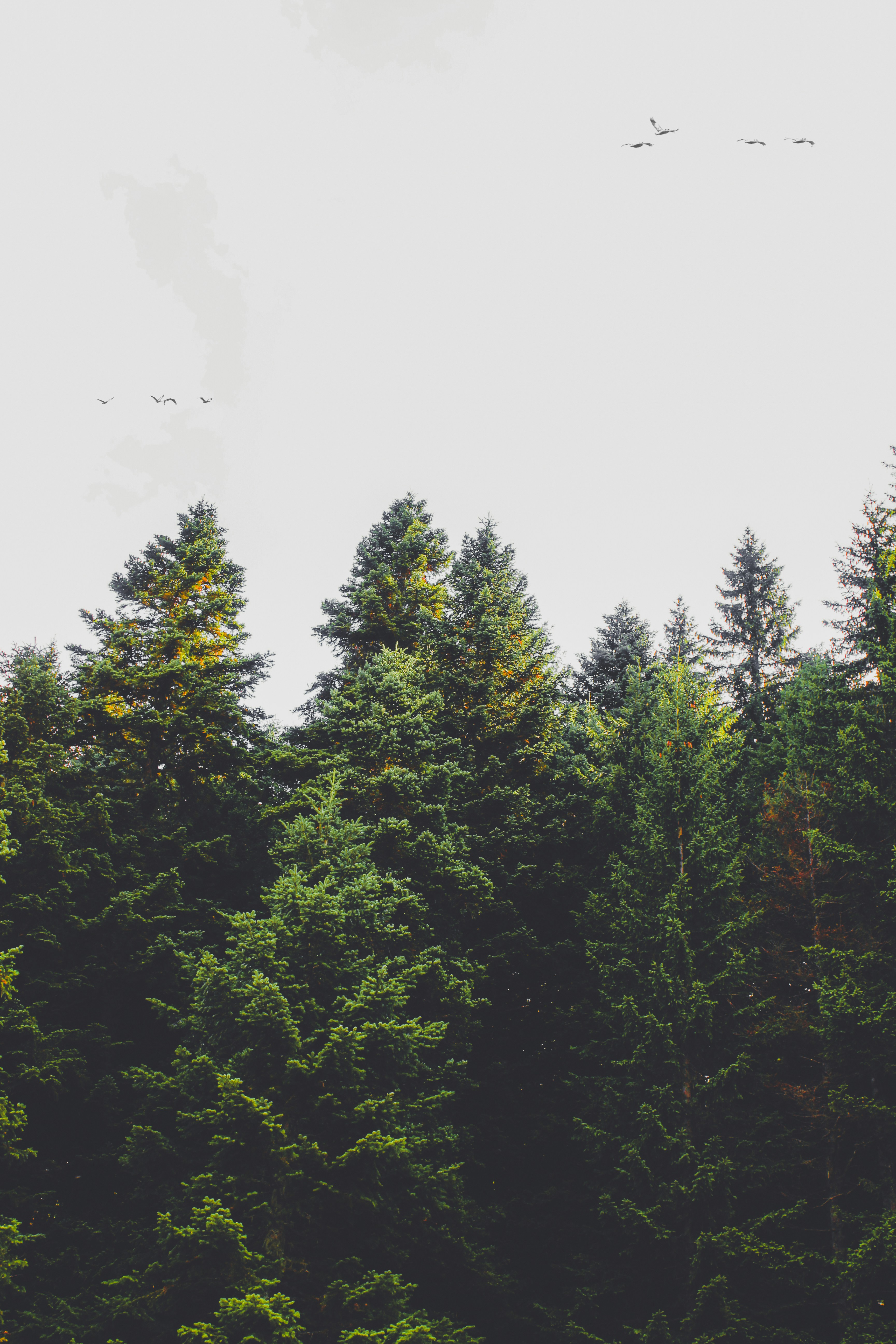 green trees under white sky during daytime