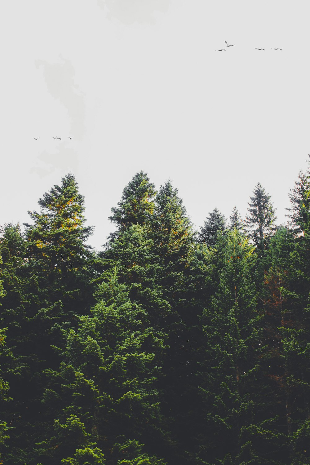 green trees under white sky during daytime