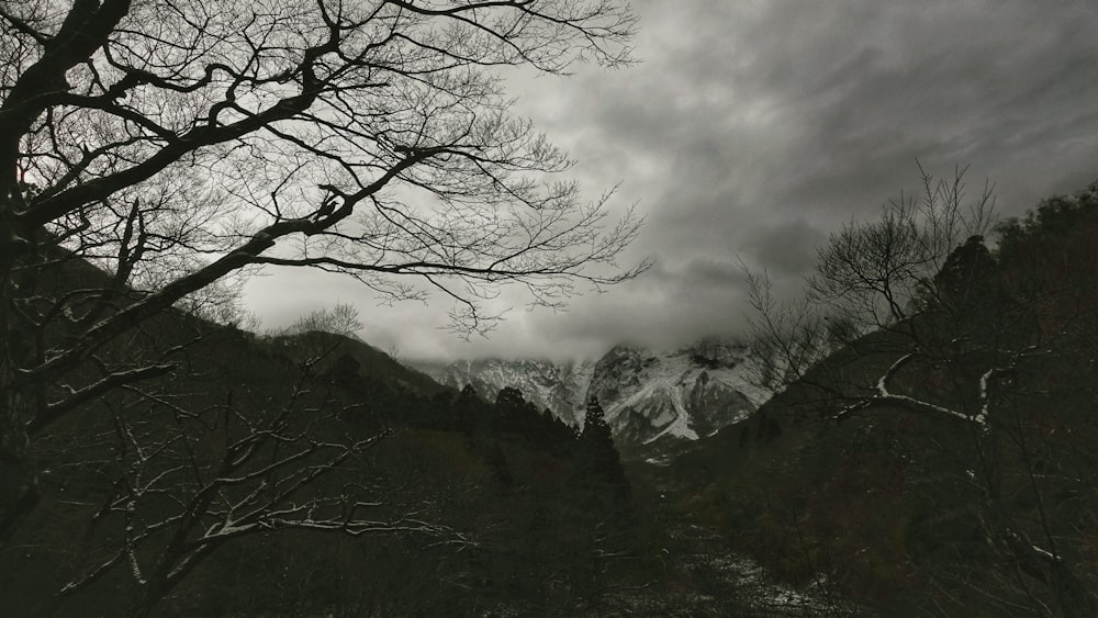 bare tree on mountain under cloudy sky