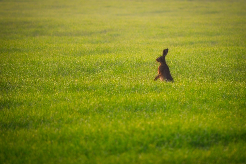 brown rabbit on green grass field during daytime