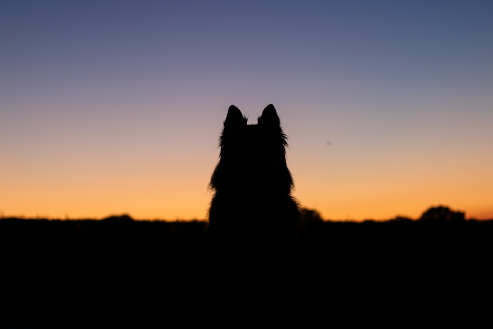 silhueta do cão durante o pôr do sol