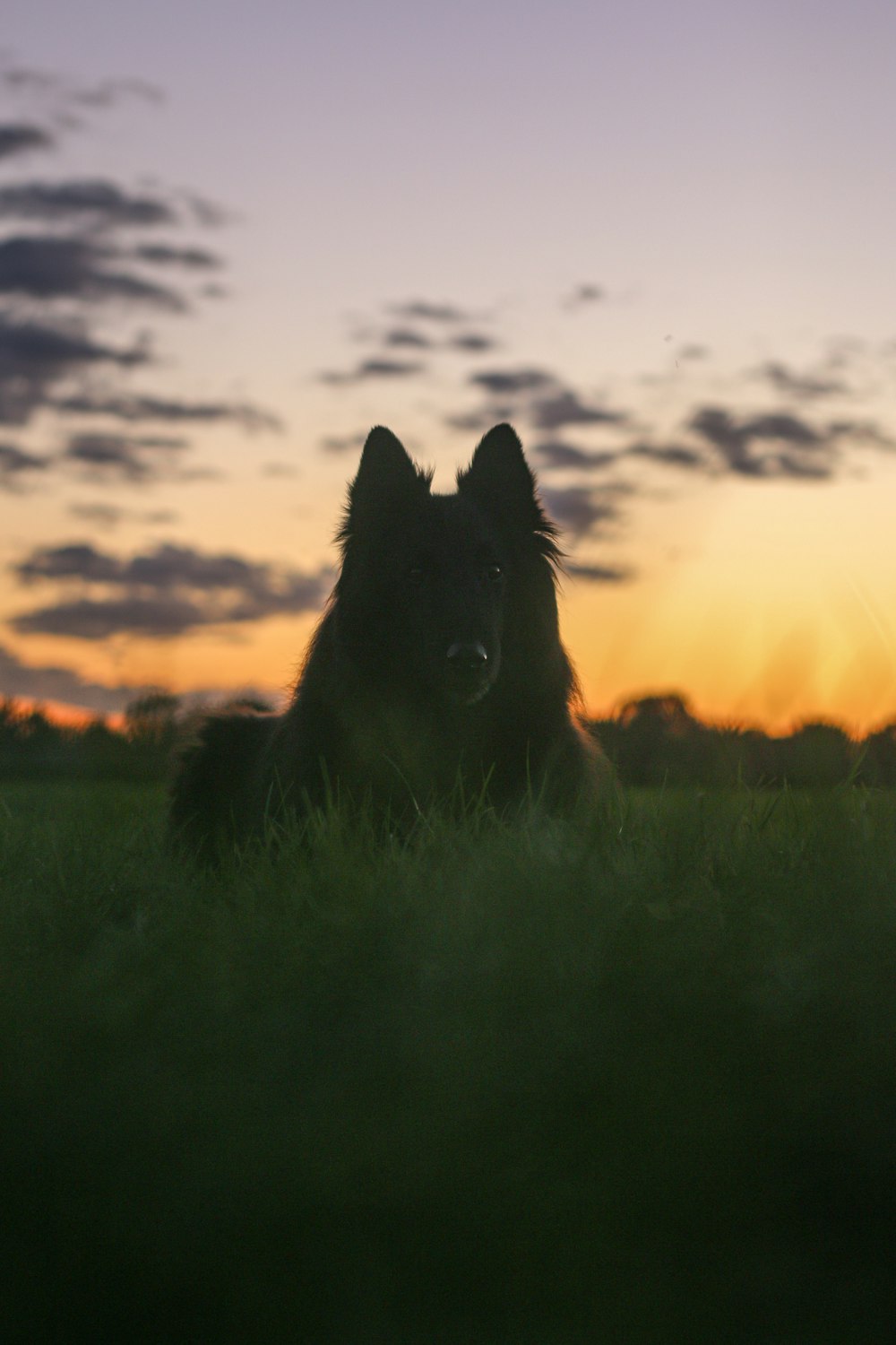 black long coated dog on green grass field during sunset
