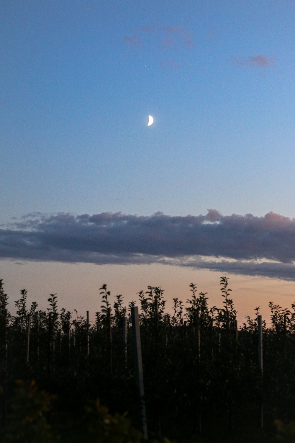 silhouette of trees during sunset