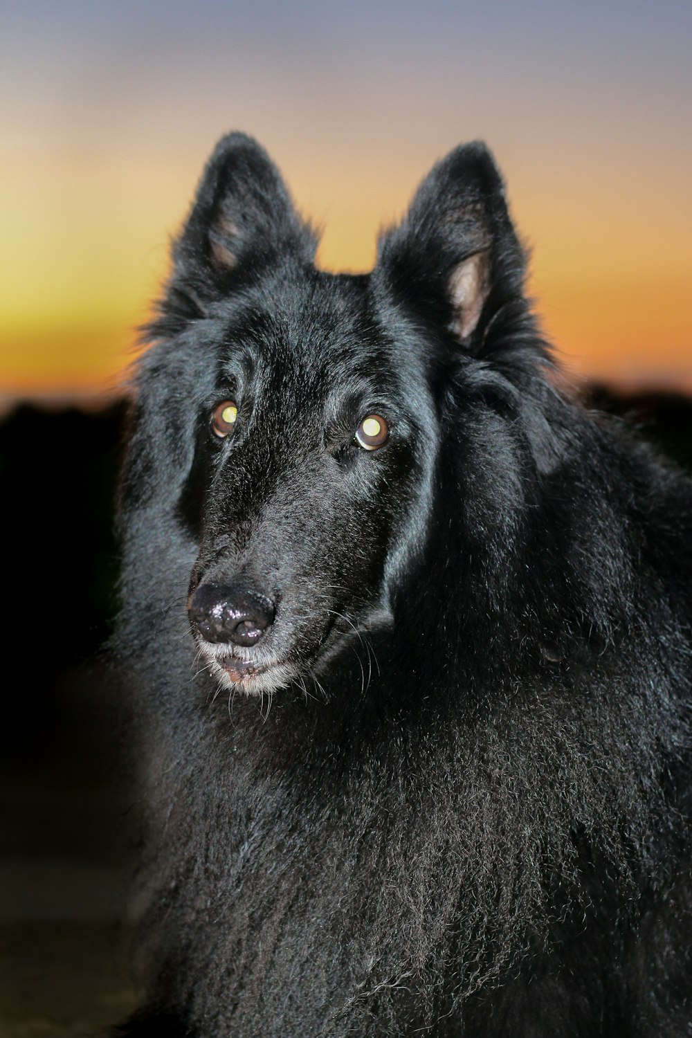 black long coated medium sized dog