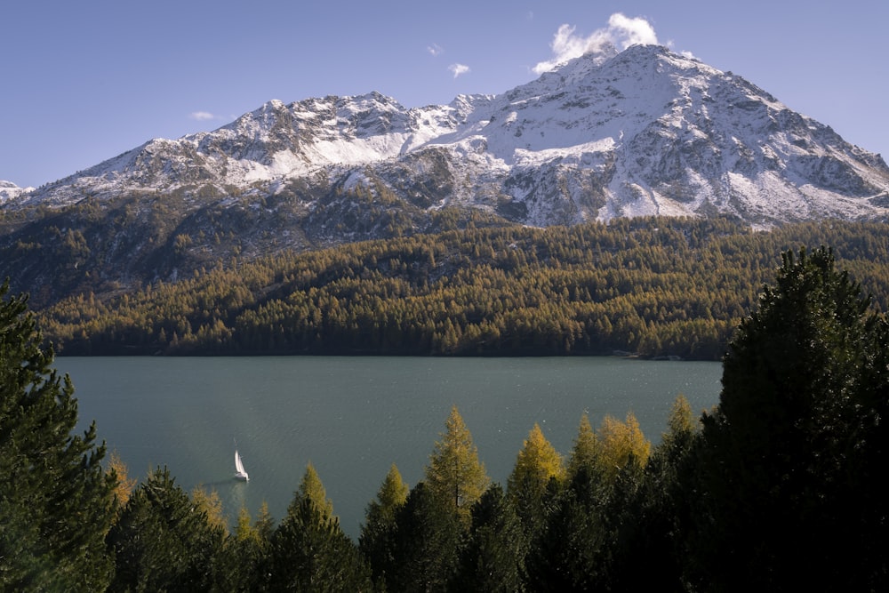 pins verts près d’une montagne enneigée pendant la journée